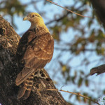 Bird, Azuero Peninsula, Panama