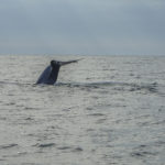 Whalewatching, Buewhale, Sri Lanka, Surf- Outdoor & Yoga Retreat, globeseekers