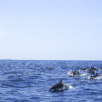 Dolphins, Sri Lanka, Surf- Outdoor & Yoga Retreat, globeseekers