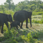 Elephants Udawalawe National Park, Sri Lanka, globeseekers Surf, Outdoor & Yoga Retreat