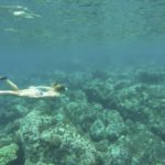 globeseekers Ocean Yoga Retreat on Big Island Hawaii, Snorkeling